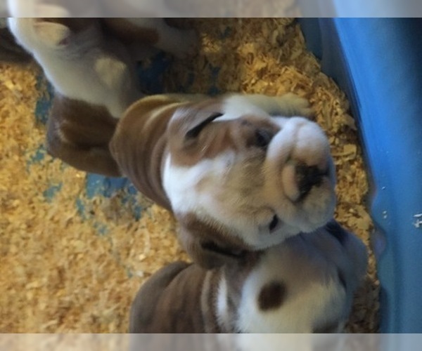 Medium Photo #4 French Bulldog Puppy For Sale in HAYWARD, CA, USA