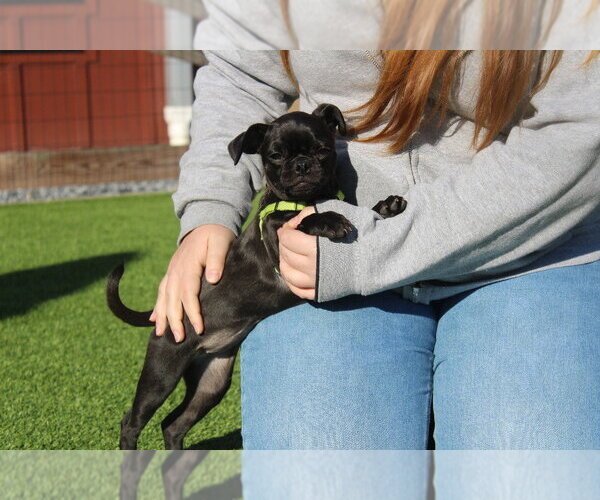 Medium Photo #2 Chug Puppy For Sale in Chestertown, MD, USA