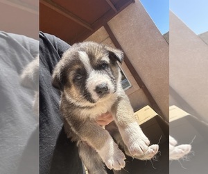 German Shepherd Dog Puppy for Sale in BAKERSFIELD, California USA