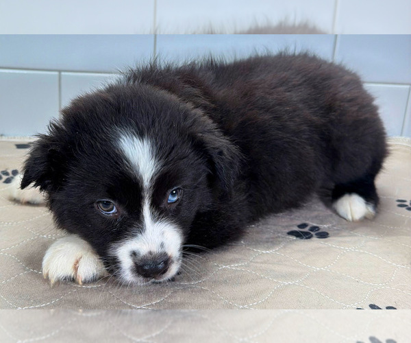 Medium Photo #2 Australian Shepherd Puppy For Sale in NEWBERRY, FL, USA