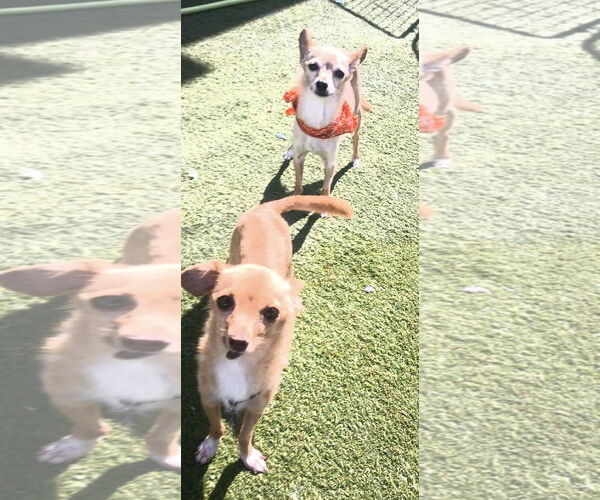 Medium Photo #1 Chihuahua-Unknown Mix Puppy For Sale in Tempe , AZ, USA