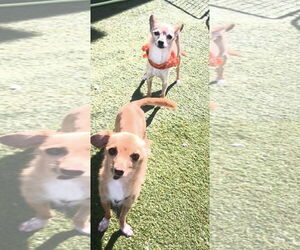 Chihuahua-Unknown Mix Dogs for adoption in Tempe , AZ, USA