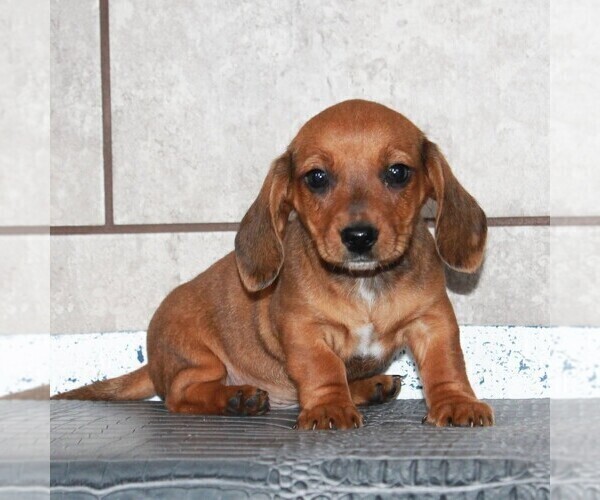 Medium Photo #1 Dachshund Puppy For Sale in ANDOVER, OH, USA
