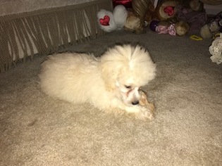Poodle (Standard) Puppy for sale in DEARBORN HEIGHTS, MI, USA