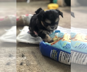 Shih Tzu Dog for Adoption in MILTON, Florida USA