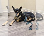 Small #4 Doberman Pinscher Mix