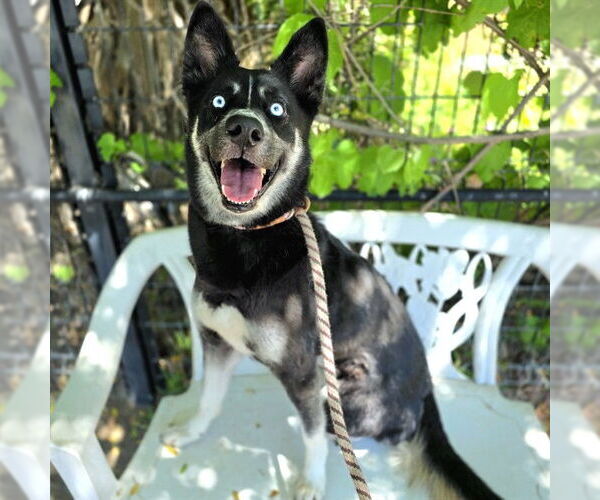 Medium Photo #1 Siberian Husky Puppy For Sale in Long Beach, CA, USA