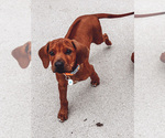 Puppy 0 Rhodesian Ridgeback