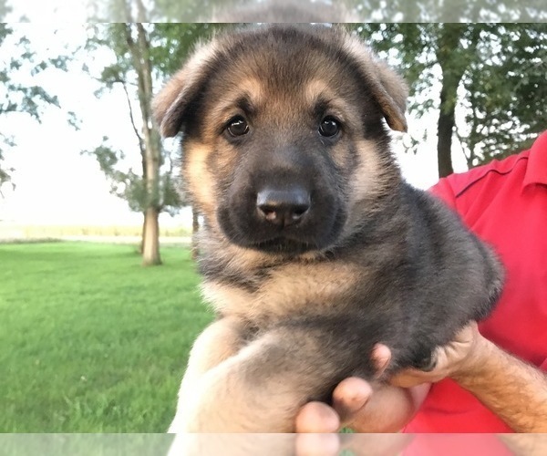 Medium Photo #42 German Shepherd Dog Puppy For Sale in APLINGTON, IA, USA
