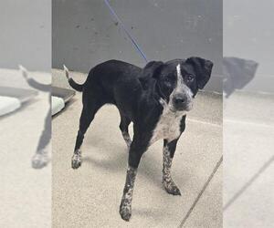 Labrador Retriever-Unknown Mix Dogs for adoption in Tallahassee, FL, USA