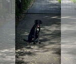 Small #1 Labrador Retriever Mix