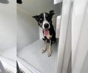 - Mix Dogs for adoption in Houston, TX, USA