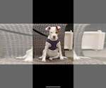 Small #21 American Pit Bull Terrier-Chihuahua Mix