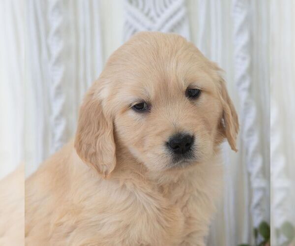 Medium Photo #5 Golden Retriever Puppy For Sale in NEWPORT, PA, USA
