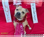 Small Photo #2 Staffordshire Bull Terrier Puppy For Sale in West Palm Beach, FL, USA