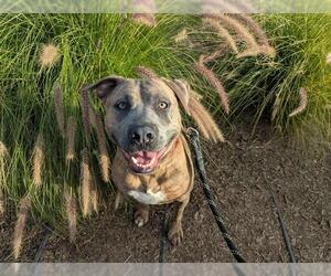 BANNER - Male Mutt Dog for Adoption - Photo #2