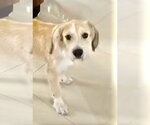 Small #2 Mutt