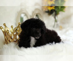 Small Photo #9 Havanese-Poodle (Toy) Mix Puppy For Sale in HOUSTON, TX, USA