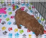 Small Photo #7 Cockapoo-Poodle (Miniature) Mix Puppy For Sale in ORO VALLEY, AZ, USA