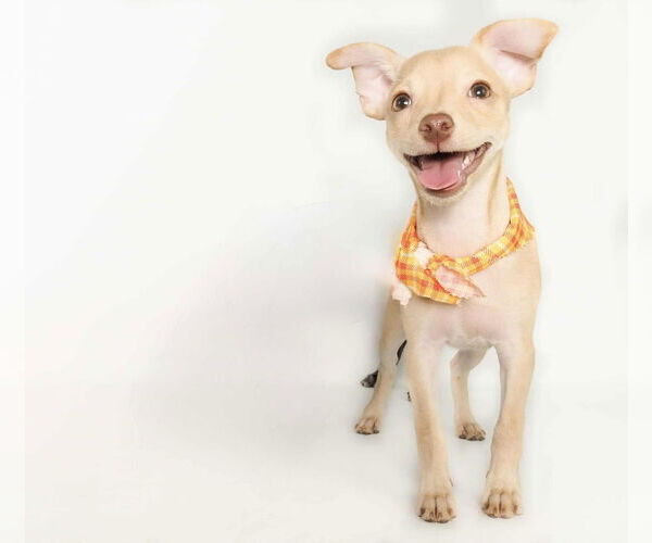 Medium Photo #3 Chihuahua-Unknown Mix Puppy For Sale in phoenix, AZ, USA