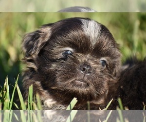 Shih Tzu Puppy for sale in PALM COAST, FL, USA