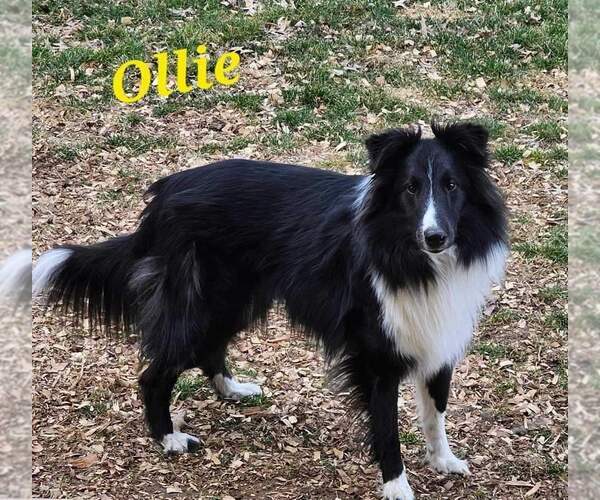 Medium Photo #1 Mutt Puppy For Sale in Columbus, OH, USA