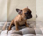 Small Photo #10 French Bulldog Puppy For Sale in CHARLESTON, SC, USA
