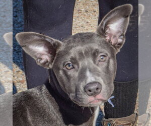 Zebby - Female American Staffordshire Terrier-Boxer Mix Dog for Adoption