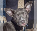 Zebby - Female American Staffordshire Terrier-Boxer Mix Dog for Adoption - Small photo