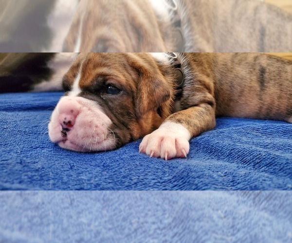 Medium Photo #4 Boxer Puppy For Sale in TOMBALL, TX, USA
