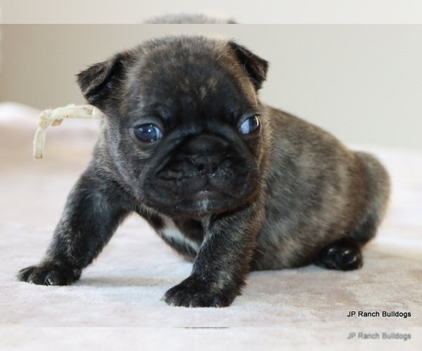 Medium Photo #15 French Bulldog Puppy For Sale in WINNSBORO, TX, USA