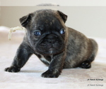 Small #14 French Bulldog