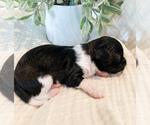 Small Photo #23 Cavapoo Puppy For Sale in MARQUAND, MO, USA