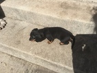 Small Photo #3 Dachshund Puppy For Sale in KINGSLAND, TX, USA