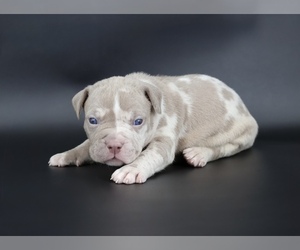 American Bully Puppy for sale in CHAMPAIGN, IL, USA