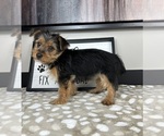 Small #4 Yorkshire Terrier