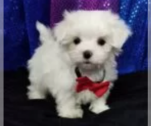 Maltese Puppy for sale in GEARY, OK, USA