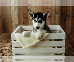 Puppy Abby Gerberian Shepsky
