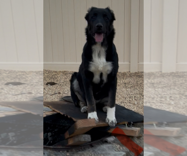 Medium Photo #1 Anatolian Pyrenees Puppy For Sale in QUARTZ HILL, CA, USA