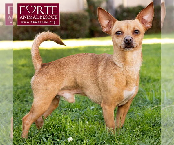 Medium Photo #3 Chihuahua-Unknown Mix Puppy For Sale in Marina del Rey, CA, USA