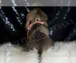 Small #1 Dachshund