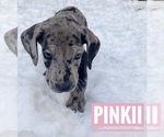 Small Photo #5 Great Dane Puppy For Sale in COLUMBUS, OH, USA