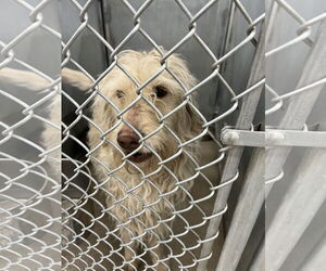 Mutt Dogs for adoption in San Diego, CA, USA