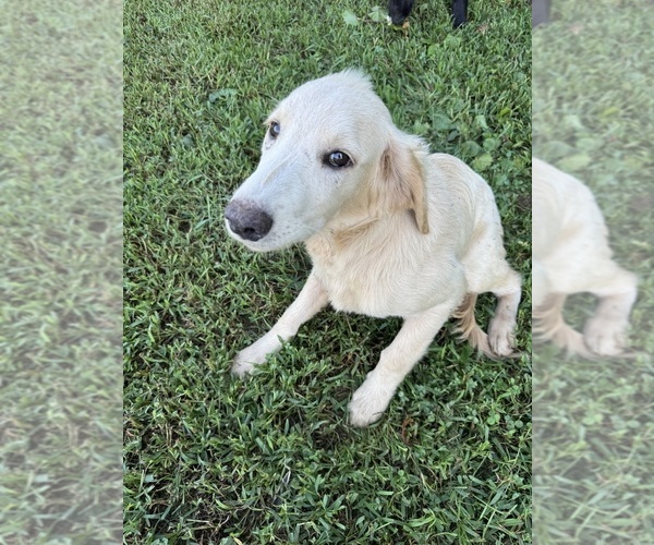 Medium Photo #3 Flat Coated Retriever-Golden Retriever Mix Puppy For Sale in EVA, AL, USA