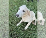 Small #2 Flat Coated Retriever-Golden Retriever Mix