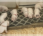 Small Photo #40 Dogo Argentino Puppy For Sale in ARLINGTON, TX, USA