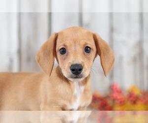 Dachshund Puppy for sale in MOUNT VERNON, OH, USA