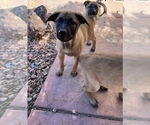 Small Photo #10 Belgian Malinois Puppy For Sale in SAINT GEORGE, UT, USA
