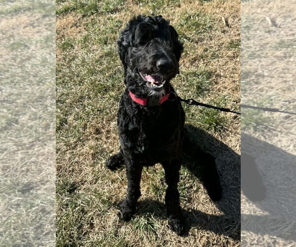 Medium Photo #3 Poodle (Standard)-Unknown Mix Puppy For Sale in Cookeville, TN, USA
