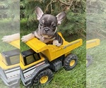 Image preview for Ad Listing. Nickname: Knox